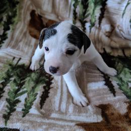 Eyebrow boy - Tri-colored male Parson Russell Terrier puppy in Phelan, California from Elite Parson Russells