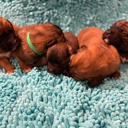 Boy 5 - Brown and white male Saint Berdoodle puppy in Saint Joseph, Missouri from Home Raised St. Berdoodles