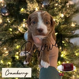 Cranberry - Red  female Goldendoodle puppy in Aubrey, Texas from The Parrish Doods