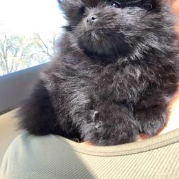 Pomeranian and Yorkshire Terrier Puppies from Melrey's paws