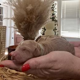 Demi - Apricot female Goldendoodle puppy in Lake Charles, Louisiana from Perfect Fit Poodles & Doodles