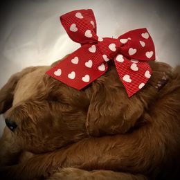 Poodle Puppies from Prissy Pants Poodles LLC