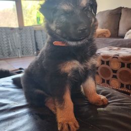 German Shepherd Puppies from Stormy Knight German Shepherds