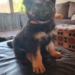German Shepherd Puppies from Stormy Knight German Shepherds
