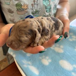 Hal - Merle male Cockapoo puppy in Adrian, Oregon from ApplebyFarm