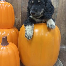 Dachshund Puppies from Brittany Barks