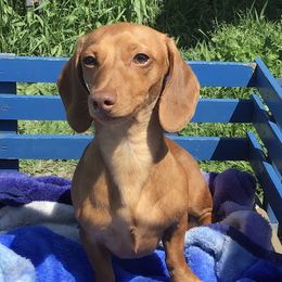 Toto - Dachshund