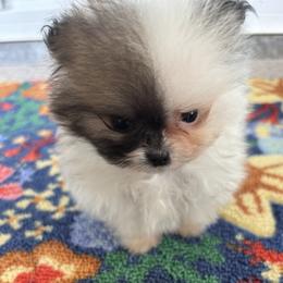 Oreo - Cream sable parti male Pomeranian puppy in Ladera Ranch, California from Tinkerpoms
