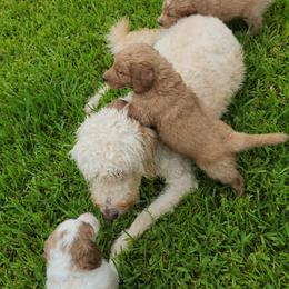 Goldendoodle Puppies from Costa's Curly Canines