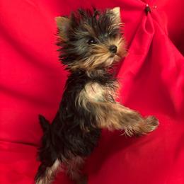 VD teal girl - Blue and gold female Yorkshire Terrier puppy in Alburnett, Iowa from Hobbs Shire Yorkies