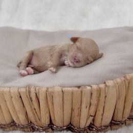 Charm - Apricot female Cavapoo puppy in Arlington, Texas from Van Haselen Poodles and Doodles