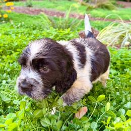 COLE - Black and white male English Springer Spaniel puppy in Sherwood, Oregon from Cherri's English Springer Spaniels