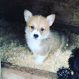 Pembroke Welsh Corgi Puppies from Country Rubys