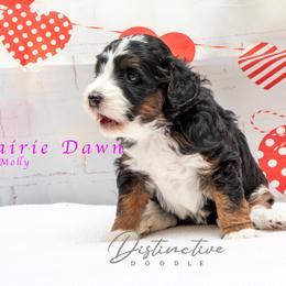 Prairie Dawn - Black tri-color female Aussiedoodle puppy in Kennesaw, Georgia from Distinctive Doodle