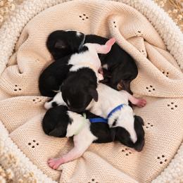 Bernedoodle puppies from Country Lane Doodles