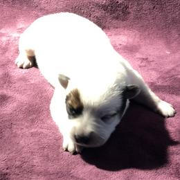 L65-02 - Red speckled male Australian Cattle Dog puppy in Sheridan, Oregon from 6pk Cattledogs