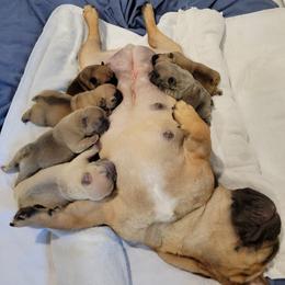 French Bulldog Puppies from Smith's Small Town Frenchies