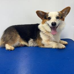 Postie - Black and tan male Pembroke Welsh Corgi puppy in Hillsville, Virginia from Bonderosa Kennels