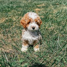 Bichpoo and Cockapoo Puppies from The Perks of Pups