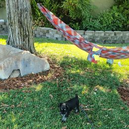 Daisy - Black and silver female Miniature Schnauzer puppy in Templeton, California from Zion Miniature Schnauzers