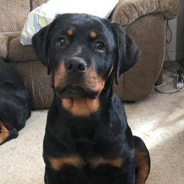 Rottweilers from Spayd’s Rottweilers
