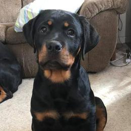 Rottweilers from Spayd’s Rottweilers
