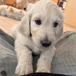 Boy 1 - male Golden Retriever puppy in Evergreen, Colorado from Evergreen Snow Doodles