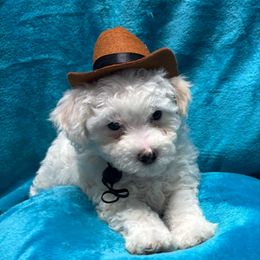 Yeti-White Collar - White male Bichon Frise puppy in 63101 (St. Louis Metro Area), Missouri from BichonSTL