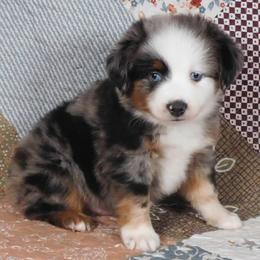 Phantom - Blue merle male Toy Australian Shepherd puppy in Okeana, Ohio from Fetching Toy Aussies