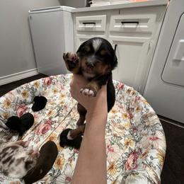 Rowdy - Black tri male Miniature Australian Shepherd puppy in Sweeny, Texas from Peach Creek Minis