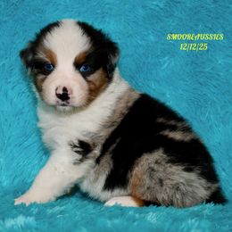 BLUE MERLE MALE 1 - Blue merle male Australian Shepherd puppy in Douglas, Georgia from Smooreaussies