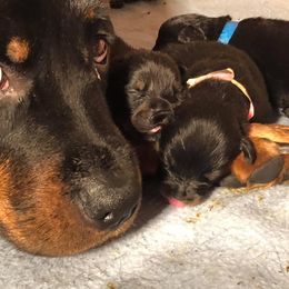 Rottweiler Puppies from Forte Bello Rottweilers