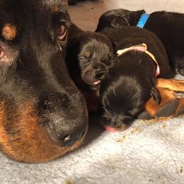 Rottweiler Puppies from Forte Bello Rottweilers
