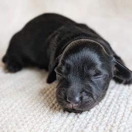 Lucy - Black and tan female Dachshund puppy in Danbury, New Hampshire from Maplewood Mountain Farm