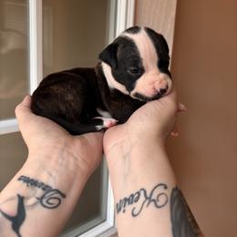 Girl 5 - Black brindle female American Staffordshire Terrier puppy in Lizella, Georgia from Àine Amstaffs