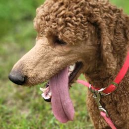 Agnes - Red  Poodle puppy in Deer River, Minnesota from Poodles Around