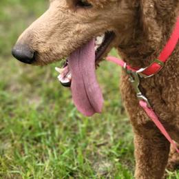 Agnes - Red  Poodle puppy in Deer River, Minnesota from Poodles Around