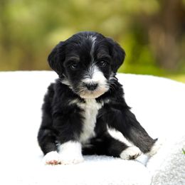 Biscuit - Tri-color male Bernedoodle puppy in Spokane, Washington from Lilac City Doodles