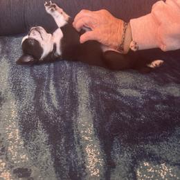 Pug Puppies from Jamie's Rainbow Pugs
