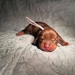 Chocolate and tan female three - Chocolate and tan female Dachshund puppy in Blackstone, Virginia from Cheyenne's Dachshunds