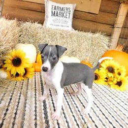 Bianca Male 1 - Blue male Italian Greyhound puppy in Caryville Fl And Sparta Tn, Tennessee from Summerwind Kennel