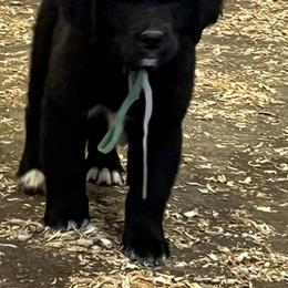 Black White Male - male Golden Mountain Dog puppy in Tacoma, Washington from Canyon Meadows Farm