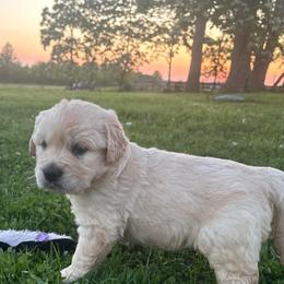 Beefy - Light golden male Golden Retriever puppy in Grant County, Indiana from On The Sunny Side Pavey Farms