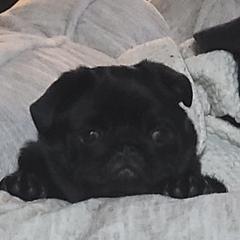 Bulldog and Pug Puppies from JR’s Pugs