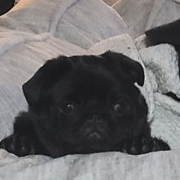 Bulldog and Pug Puppies from JR’s Pugs