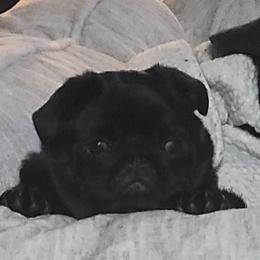 Bulldog and Pug Puppies from JR’s Pugs