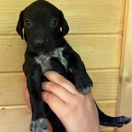 White - Black female German Shorthaired Pointer puppy in Roodhouse, Illinois from Hurricane Creek Gun Dogs