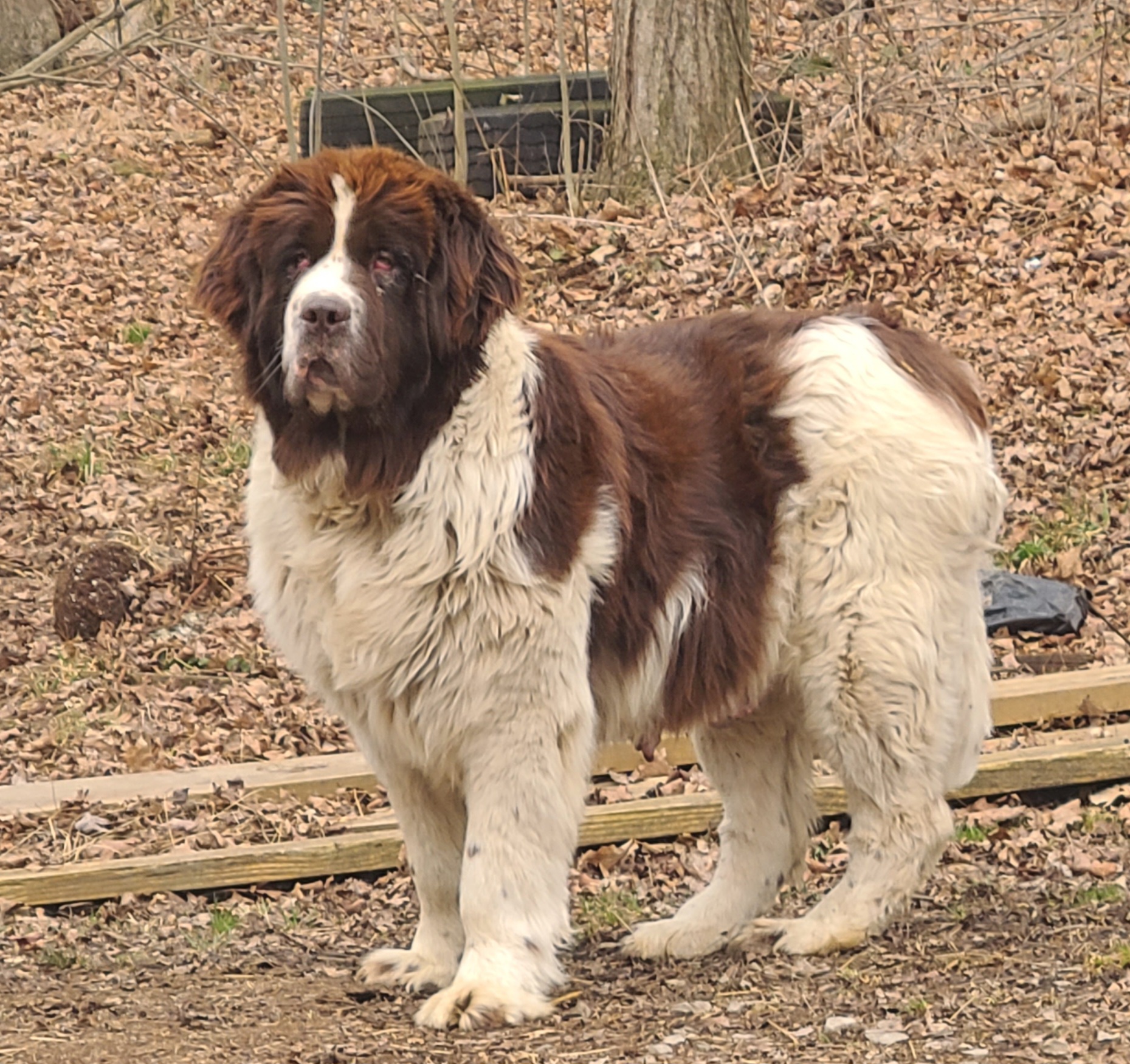 Patches - Newfoundland