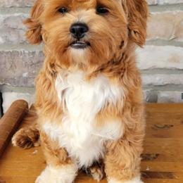 Teddy - Shihpoo