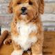 Teddy
